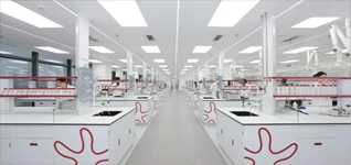 Black Ginseng Extract   Ginseng Extract
