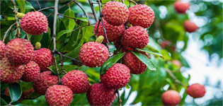 Why are lychees soaked in water after being picked?